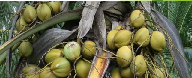 Producción de palma de coco