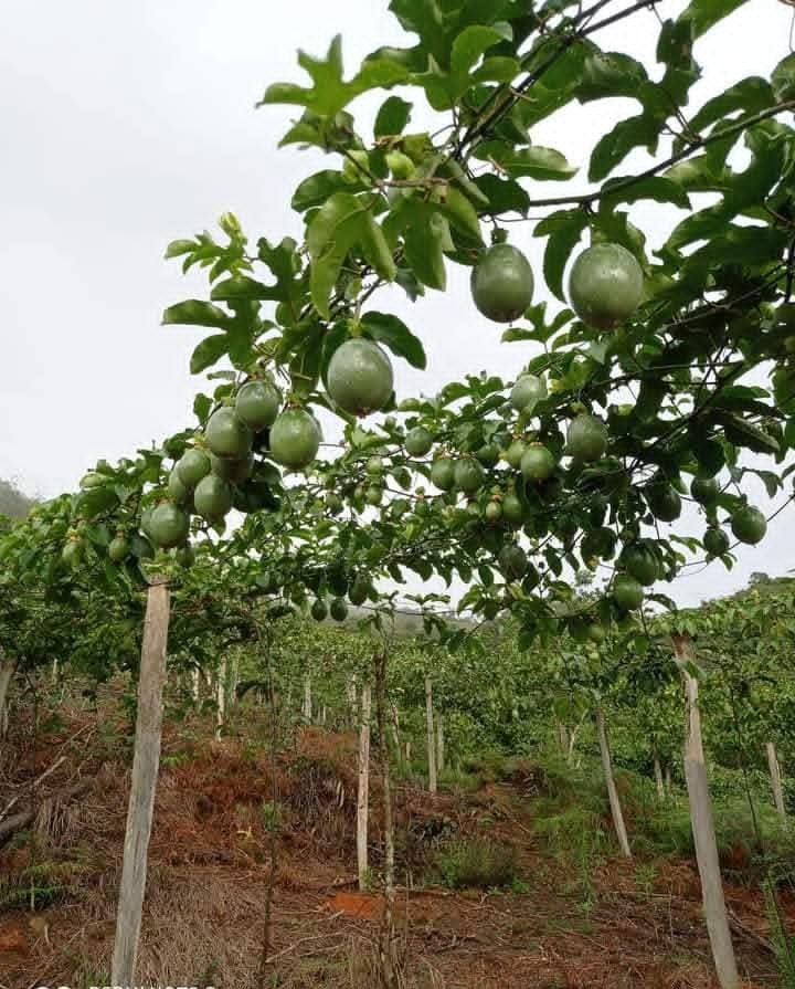 Cultivo de maracuyá Agroinducol